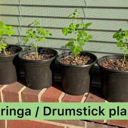 Moringa / Drumstick Tree