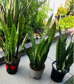 KNOWN AS SANSEVIERIA   The Snake Plant Is Good for Cleaning The Air. This Plant Will  Do Good Anywhere In Your House Or Even On Your Desk At Work. $10