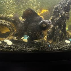 ***SOLD*** Black Butterfly Goldfish 