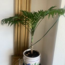 Palm Plant In Ceramic Pot .