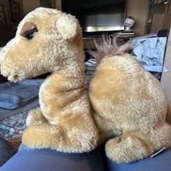 Dakin Omar The camel