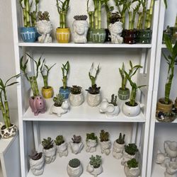Bamboo Plants-Succulent Plants With Pots ($5 each)