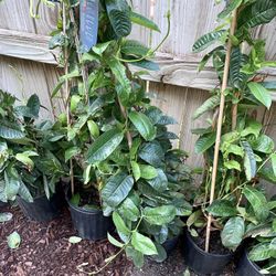 Mandevilla Vines