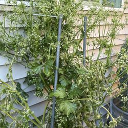 celery plant 