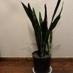 Snake Plant