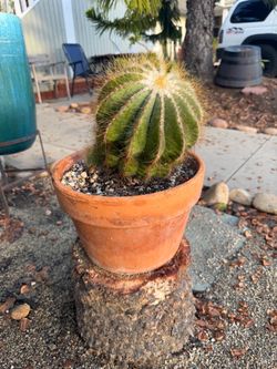 balloon cactus