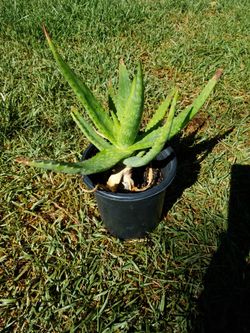 Aloe Plant