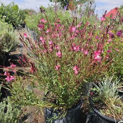 Flower Plant 