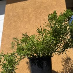 Asparagus Densiflorus Sprengeri