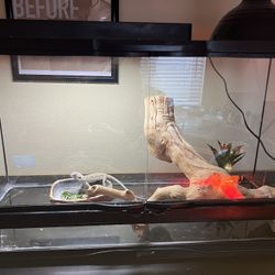 Bearded Dragon, Tank, Accessories