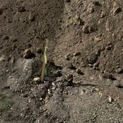 Free dirt and rough grading