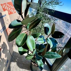 Large Rubber Tree (Ficus elastica ‘Burgundy’)