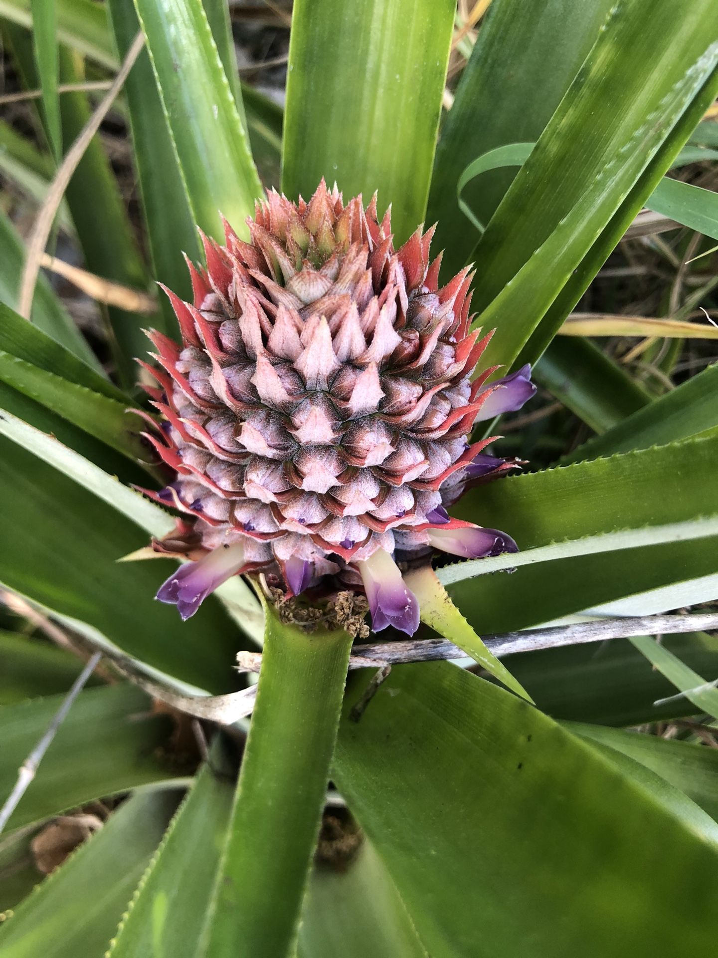 Pineapple Plant To Be Dug Out Of Ground Fruiting Pineapple