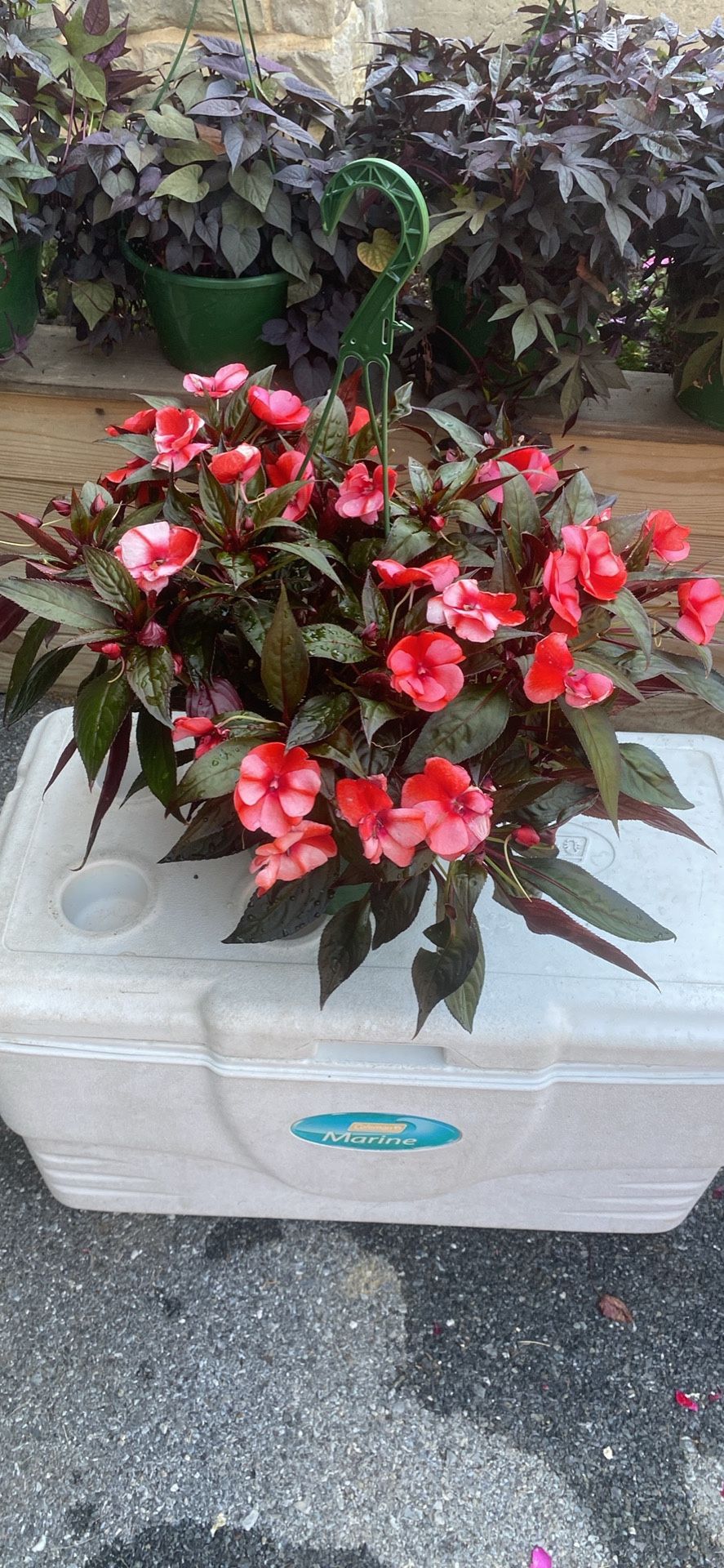 New Guinea Impatiens Floral Hangers