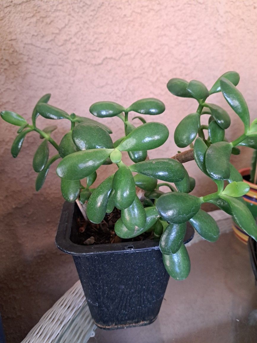 Jade Plant