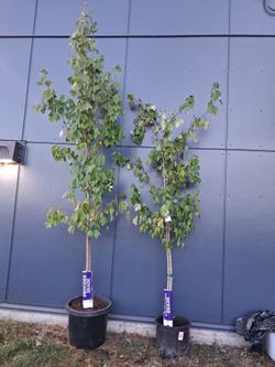 'Franksred' Maple Trees - 10 & 11 ft. tall - Very Healthy - Retails for $80 each!