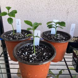 Yuzu Citrus (Rare Plant)