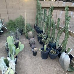 Plants
