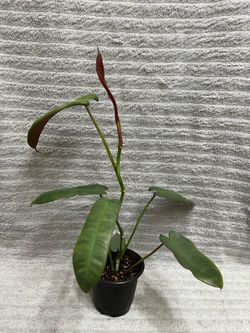 Philodendron Atabapoense Live Plant