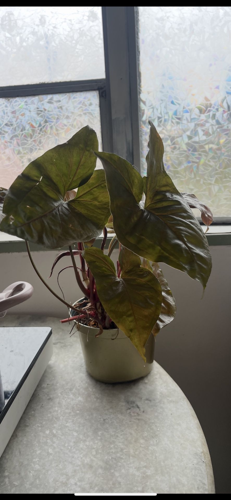 Syngonium Maria (arrow Head Plant)
