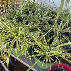 Spider Plant