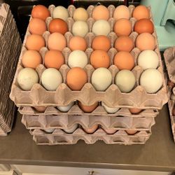 Chicken Eggs 