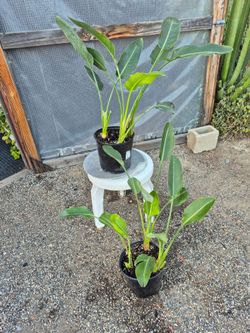Bird's Of Paradise Plant 8" Pot $10 each