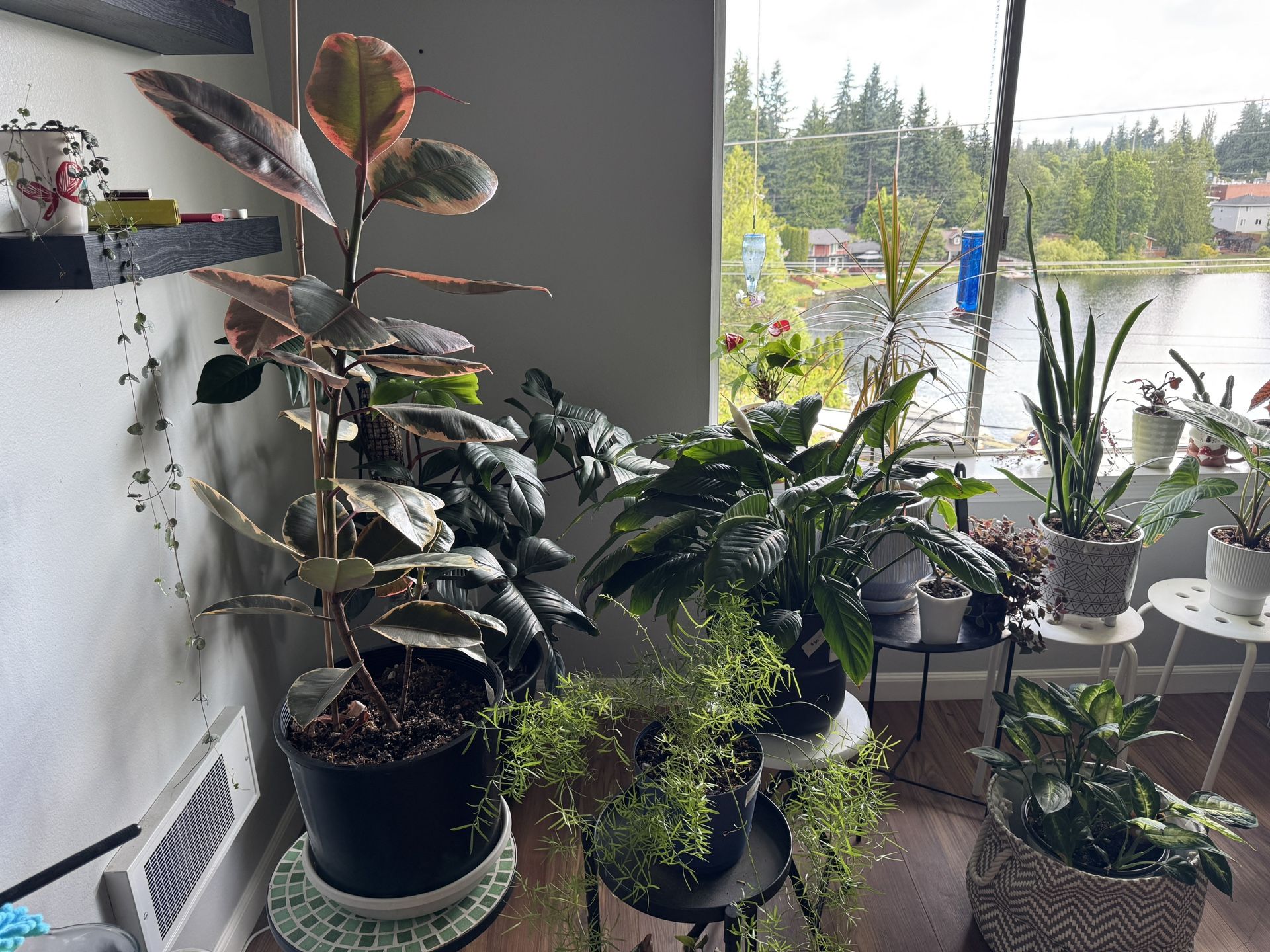 Moving Sale - Variety Plants W Pots & Cuttings, Prices Vary By Size And Pots