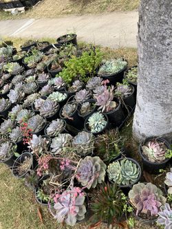Plants For You
