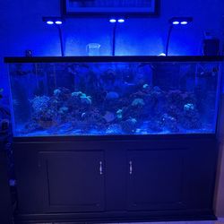 Reef Tank 250 Gallons Aquarium Fish Tank With Everything You Need