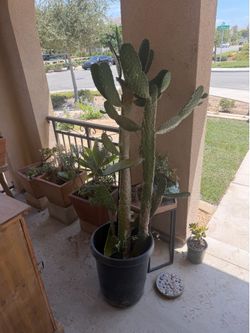 Cactus