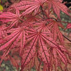 Olson’s Frosted Strawberry Japanese Maple Trees