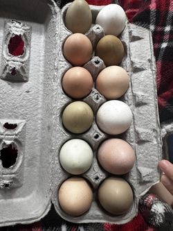 Free Range Egss