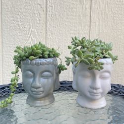 Succulent Planters