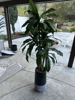 Fox Plant 7foot Tall