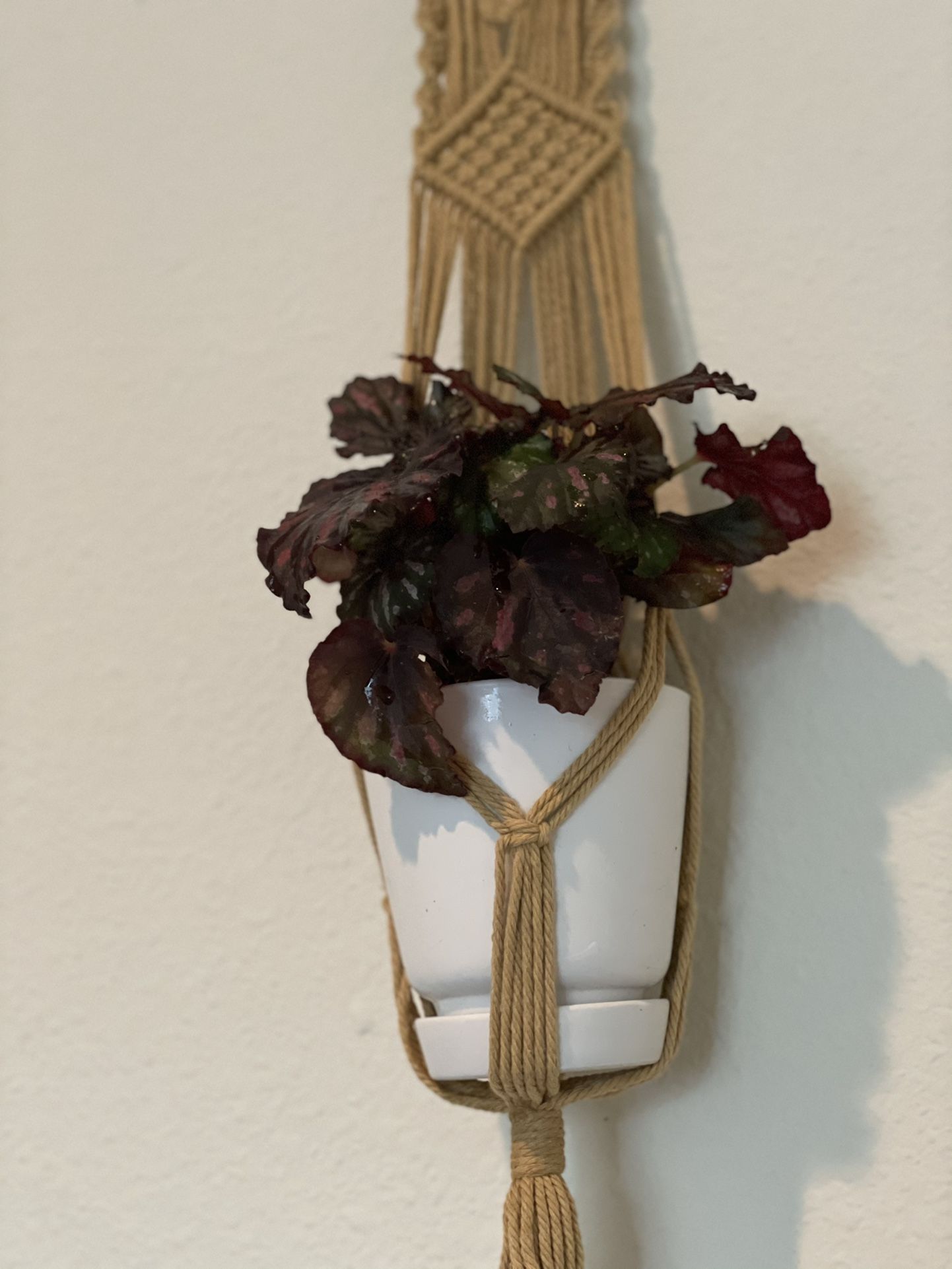 Macrame Hanger With Plant