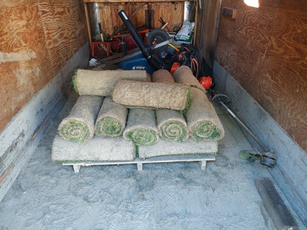 Blue Grass Sod