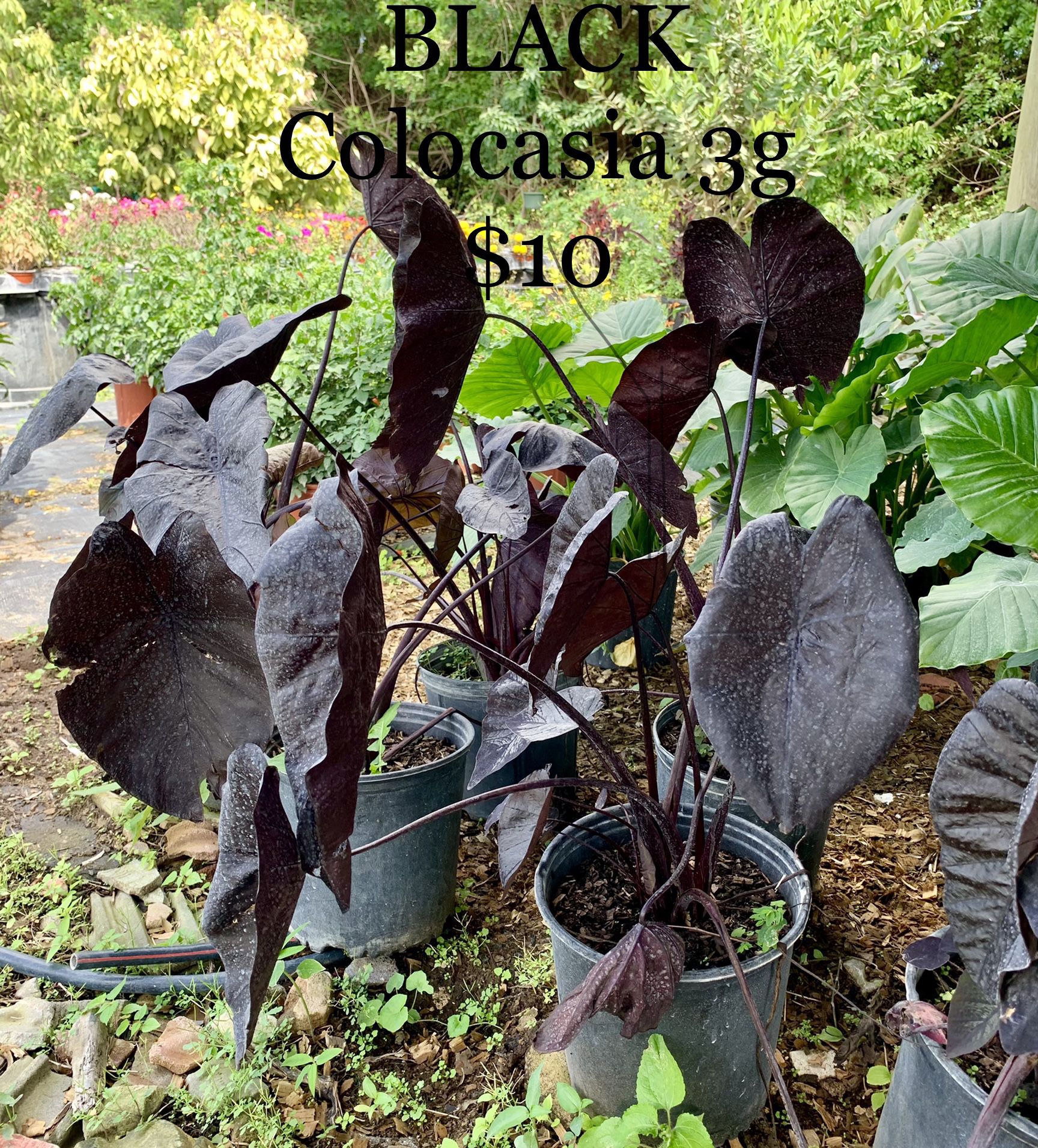 Black Colocasia Plant