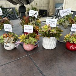 Valentine’s Day succulent Arrangement 
