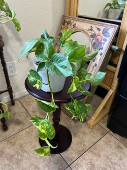 Pothos Plant in White Pot