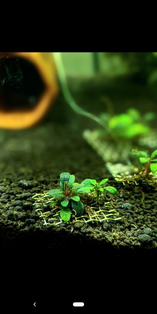 Bucephalandra Value Pack
