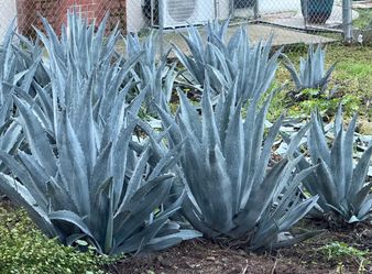 Agave