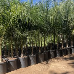 Queen Palm Trees- Approximately 6 - 8 Feet Tall- 15 Gallon Size