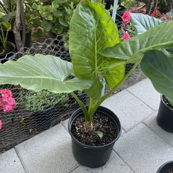 Alocasia/Elephant ear plant