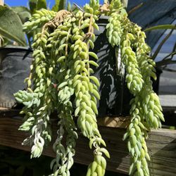 Burro’s Tail