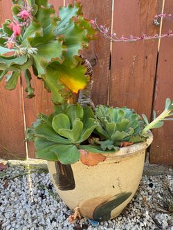 $60 with ceramic pot