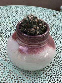 Cactus on pretty ceramic pot $15