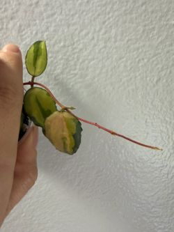 Hoya Caudata variegated cutting