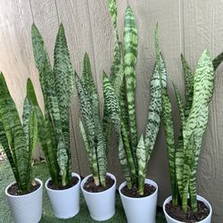 Sansevierias Natural Plants In Ceramic Pot 