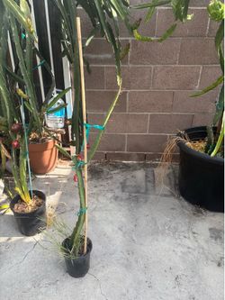 Dragonfruit plant-Sugar Dragon around 3ft